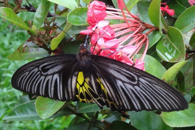 Un papillon qui butine