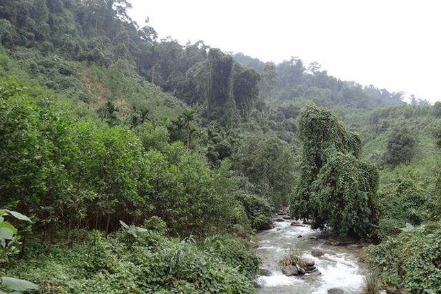 Végétation sur les hauts plateaux du centre du Vietnam