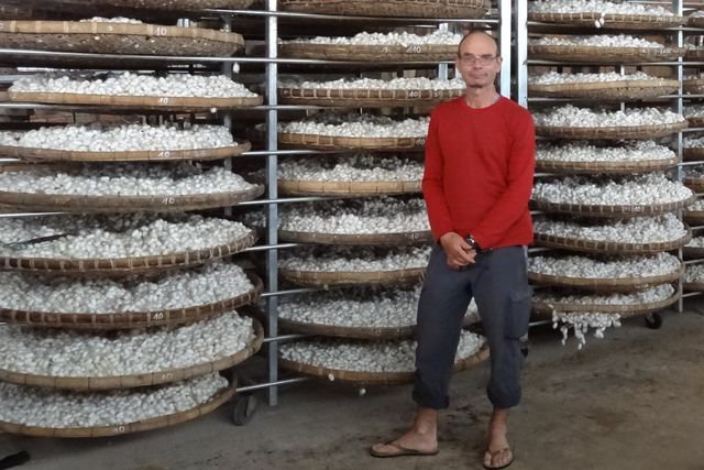 Grands paniers remplis de cocons de vers à soie