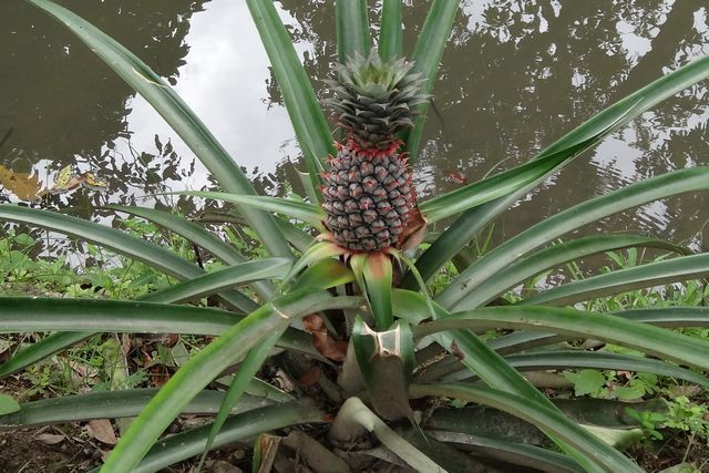 Ananas