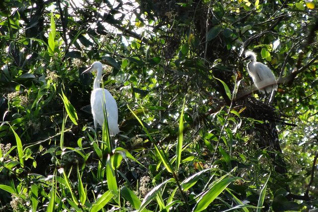Oiseau dans le Mékong