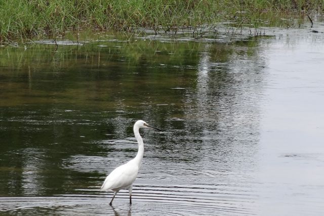 Oiseau échassier dans le Mékong