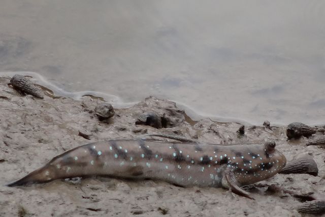 Baleonphtalmus ou poisson sauteur de boue