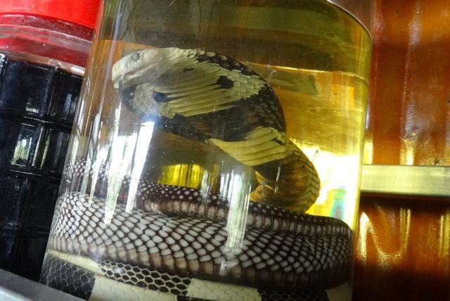 Serpent dans un bocal, dans le Sud du Vietnam, région de Ca Mau 