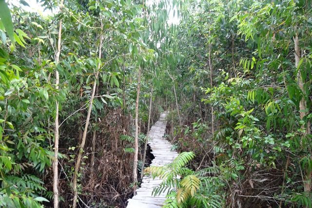 Végétation dans le marais dans le Sud du Vietnam, région de Ca Mau