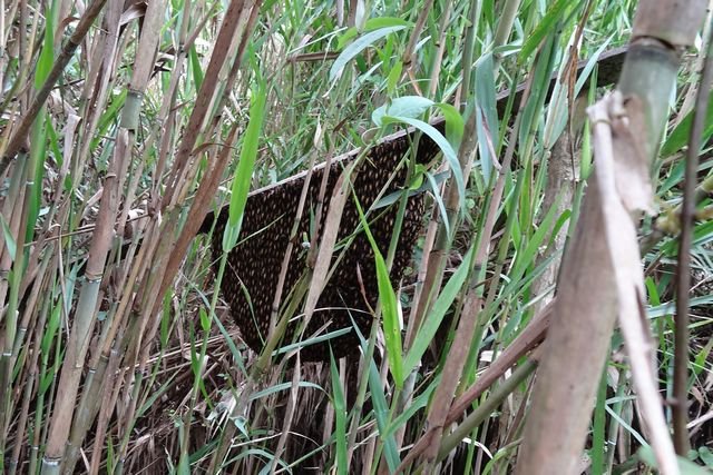 Ruche sauvage dans les marées, dans le Sud du Vietnam, région de Ca Mau