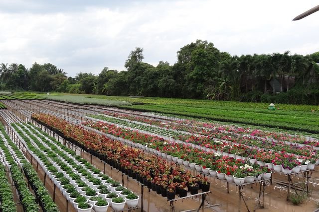 Village au fleurs de Tan Quy Dong