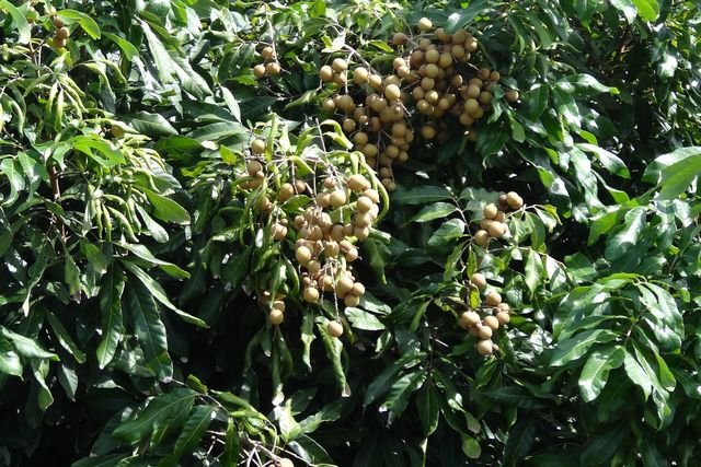 Culture litchi