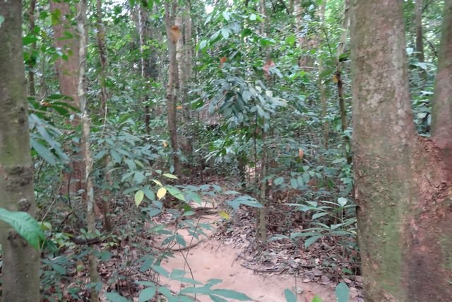 Forêt environnante à Cu Chi