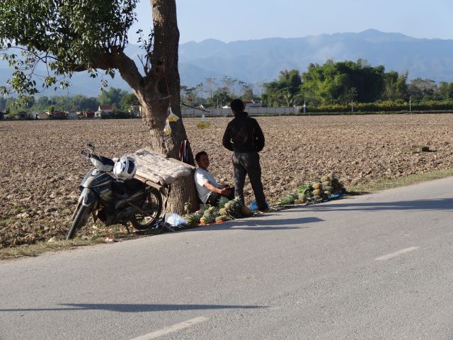 Vente ananas en bord de route