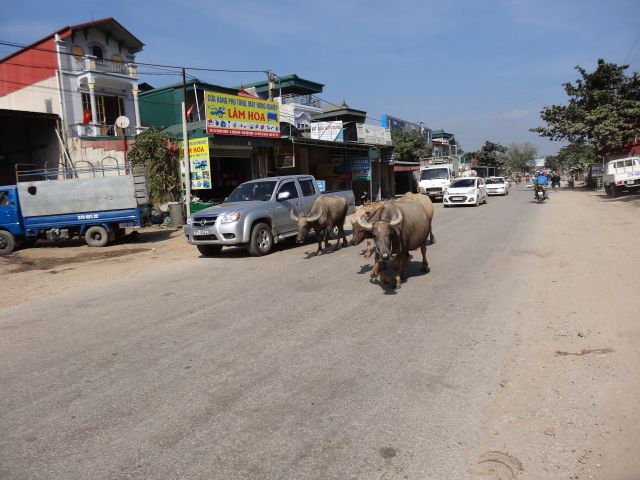 Buffles circulants en ville