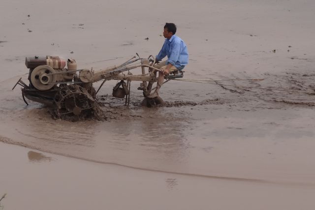 Labour avec un motoculteur dans une rizière