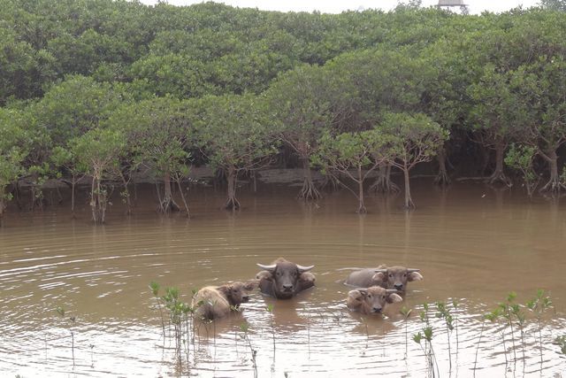 Bufles dans l'eau
